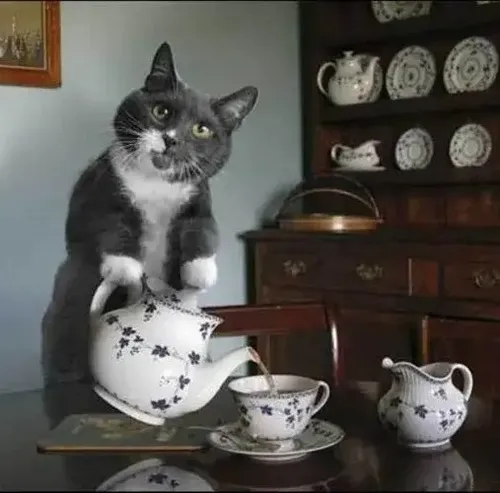Meme mèo pha trà nhưng vẫn hóng hớt chuyện người khác