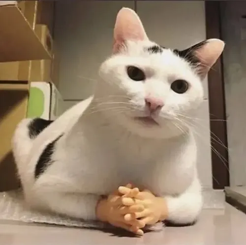 Ảnh meme mèo lót dép hóng chuyện cực vui giữa cộng đồng mạng