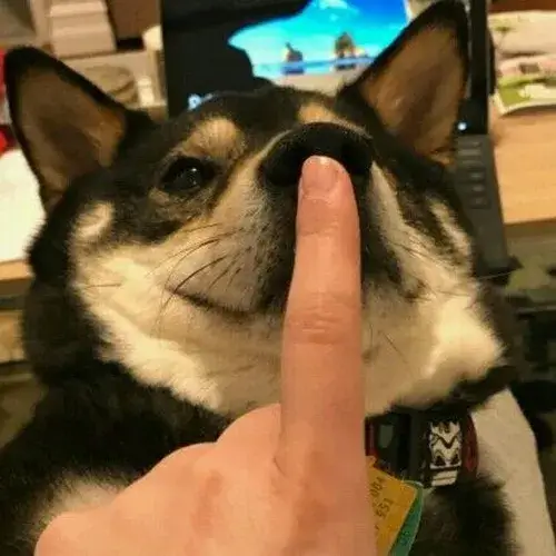 Ảnh mèo vui ánh nhìn nín giùm khiến ai cũng cạn lời