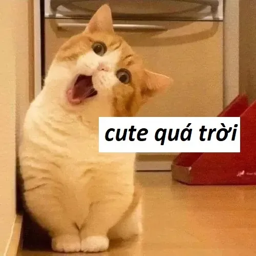 Meme vui dùng biểu cảm mèo mlem để khen đáng yêu.