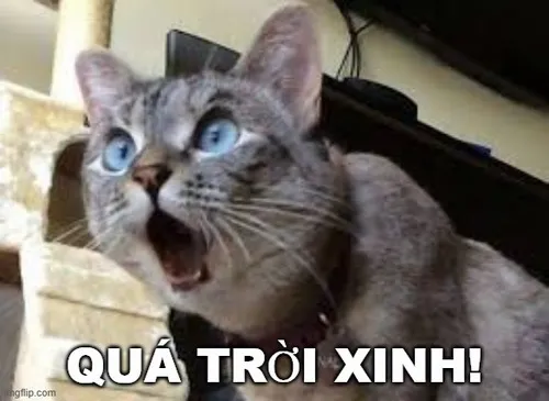 Hình troll mèo khen bạn gái xinh quá đáng