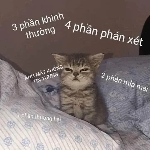 19 Meme mèo cười khẩy nhẹ nhưng “chí mạng” – tinh hoa meme khinh