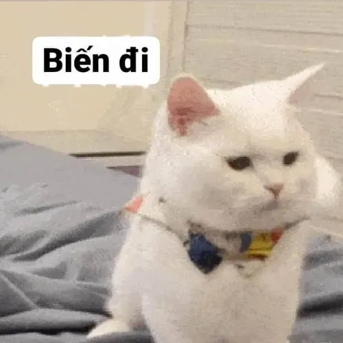 32 Hình chế meme meme mèo với nụ cười khẩy nhẹ đầy ẩn ý