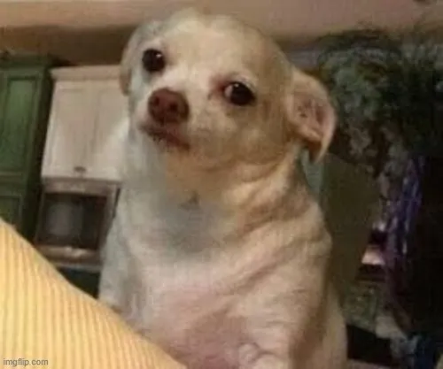 Ảnh hài khuôn mặt khó chịu mà vẫn đáng yêu lạ