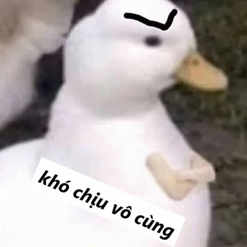 Ảnh chế biểu cảm cáu gắt khi bị làm phiền liên tục