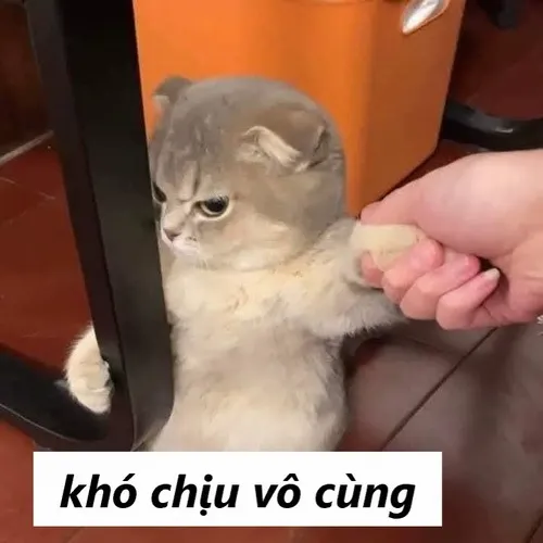 Meme mèo khó chịu: Khi lời nói nhẹ nhàng không cứu nổi tâm trạng đang sôi