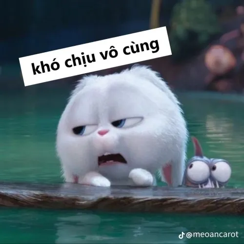 Ảnh troll gương mặt lườm nguýt khó chịu vô cùng
