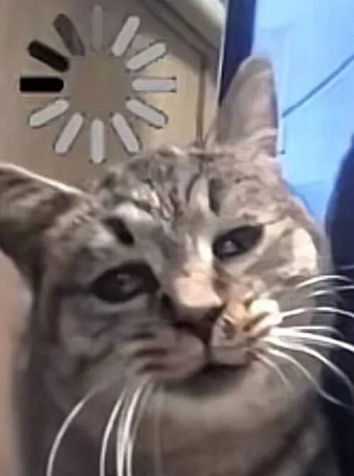 Meme mèo hài biểu cảm lú lẫn cực dễ thương