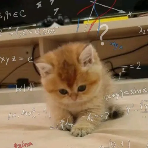 Từ mèo đến người: hành trình lan tỏa của meme khó hiểu