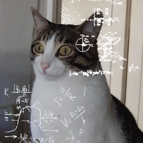 Meme hài mèo mắt nhìn trừng trừng vào vấn đề