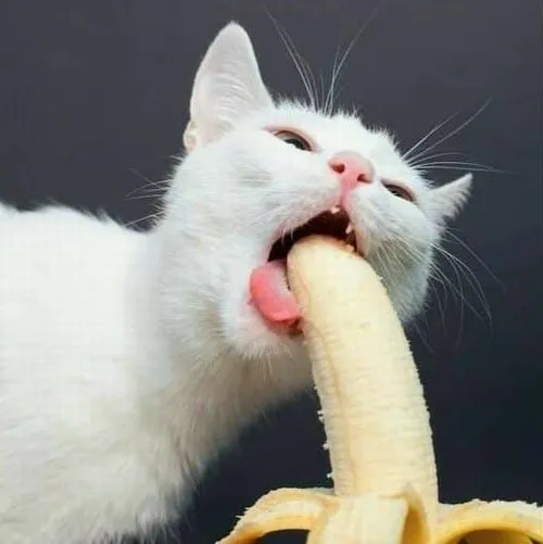 Meme mèo hài hức liếm môi gợi cảm mà vẫn trêu ghẹo đáng yêu