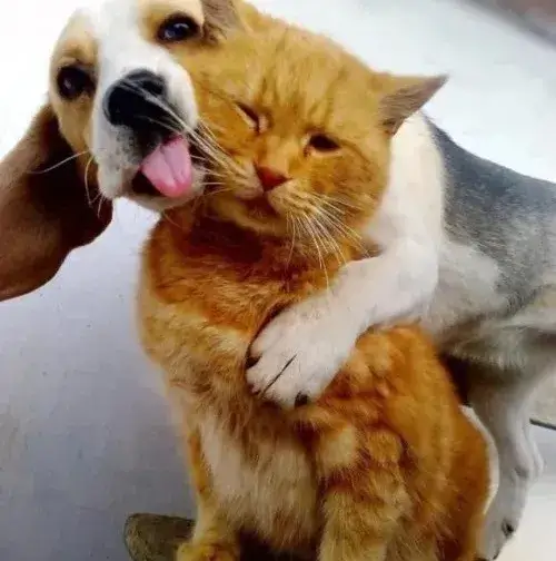 Ảnh troll mlem thể hiện cảm xúc khao khát chân thật