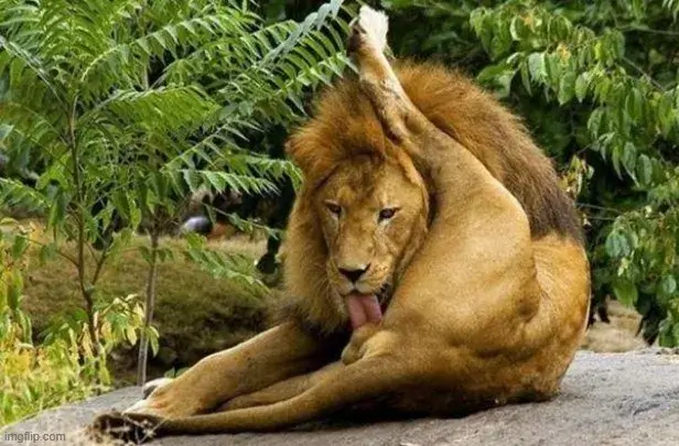 Ảnh troll khuôn mặt thèm thuồng trông vừa buồn cười