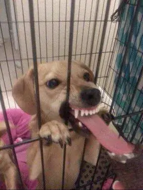 Ảnh hài lè lưỡi mlem cho dân sành ăn trên mạng