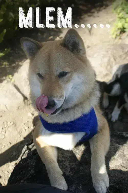 Hình meme Shiba vui biểu cảm lè lưỡi mắt sáng mê ly