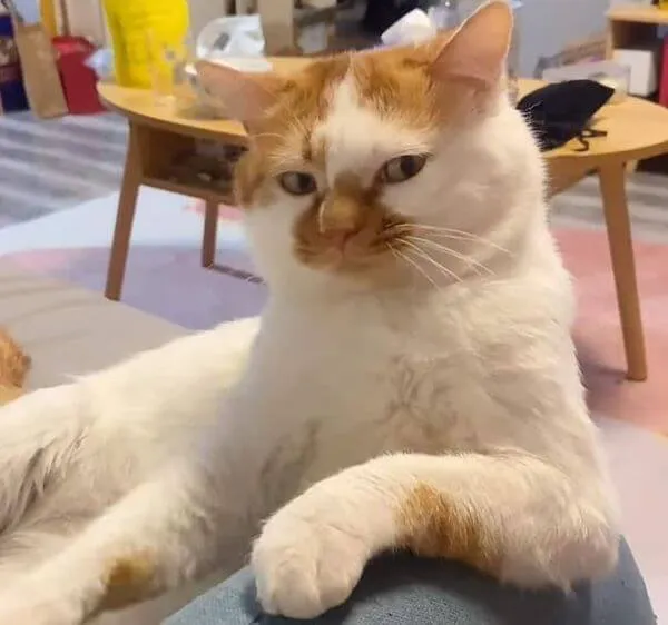 Meme hài biểu cảm mỉa mai qua nụ cười nửa miệng