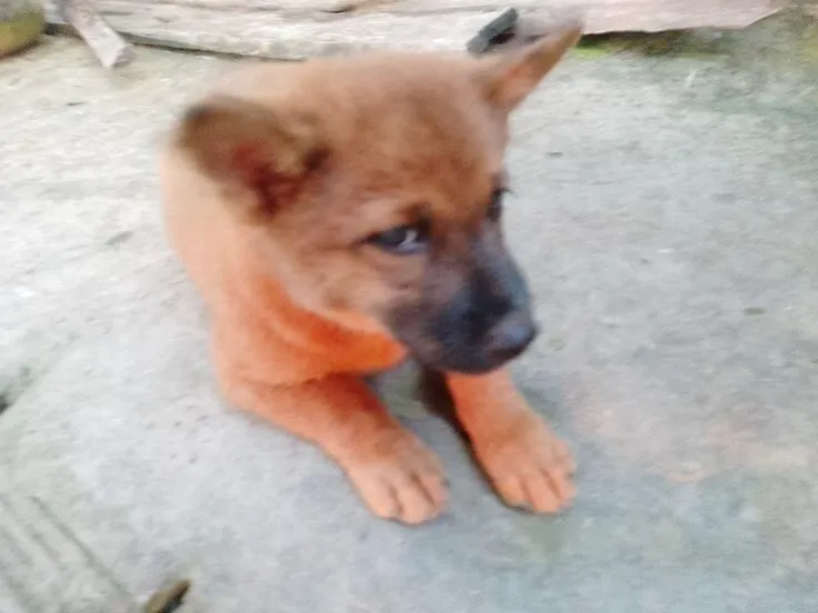 Meme troll lườm nguýt nhưng vẫn đáng yêu khó tả