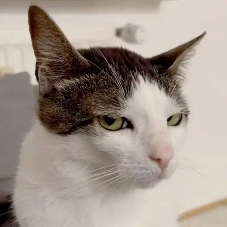 Meme lườm khuôn mặt khó ở đặc trưng