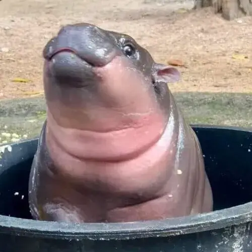 Meme hài ánh nhìn cảnh báo nhẹ đầy tinh tế