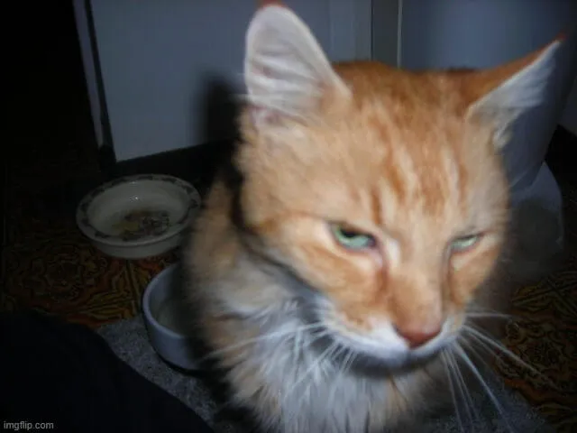 Ảnh vui mèo liếc với cái nhìn bất bình rõ ràng