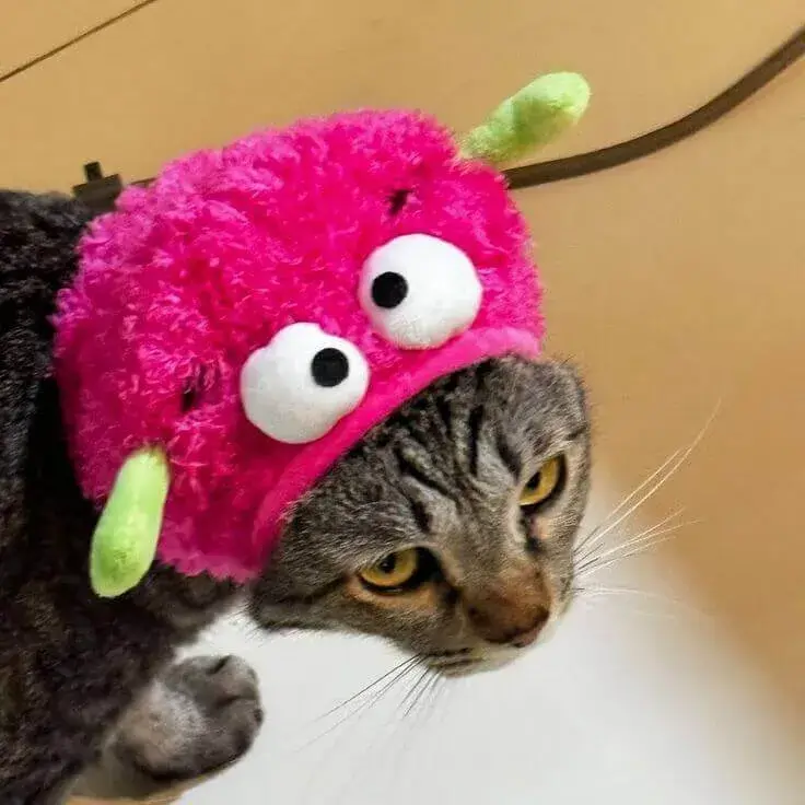 Hình meme vui mèo lườm mắt khi ai đó nói linh tinh