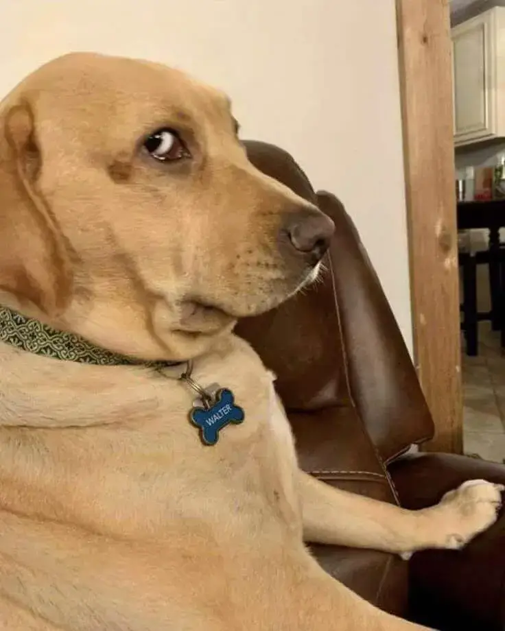 Ảnh chế liếc ngang pha cười nhếch mép cực duyên