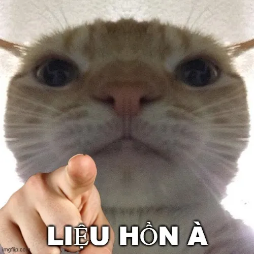 Meme biểu cảm mèo giận dữ chỉ tay cực dễ thương