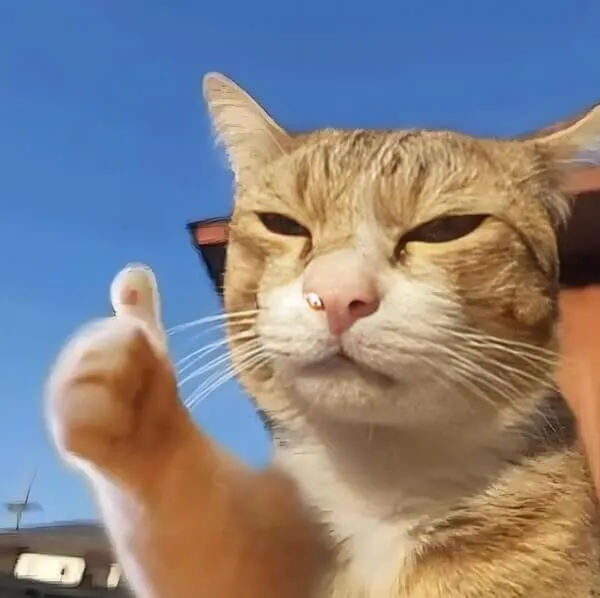 Ảnh vui like biểu cảm khó đỡ cực bựa