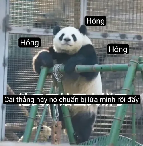 Bộ ảnh meme hóng hớt chuẩn dân mạng Việt Nam