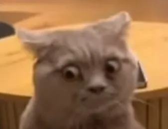 Bộ meme mèo liếc mắt cực gắt khiến dân mạng vừa cười vừa thấm