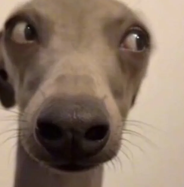 Meme chó liếc cực đỉnh khiến group chat náo loạn