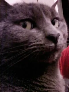 Ảnh chế biểu cảm mèo lườm nguýt chuẩn dân văn phòng