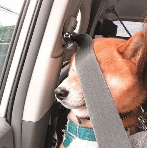 Hình troll ngượng ngùng đáng yêu với nụ cười mím môi tinh tế