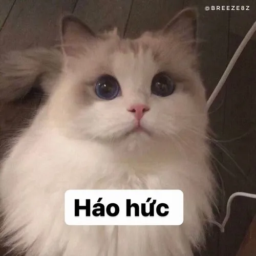 Meme chế khuôn mặt mèo “em sai rồi” nhưng vẫn cực dễ thương