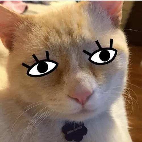 Hình troll khuôn mặt mèo con ánh mắt long lanh chạm cảm xúc