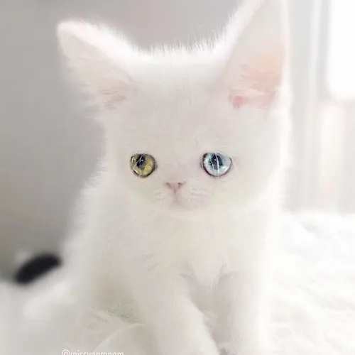 Hình chế meme con mèo biểu cảm rưng rưng dùng khi xin lỗi người yêu