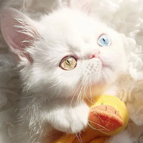 Meme troll đôi mắt mèo long lanh giả vờ hối lỗi cực kỳ đáng yêu