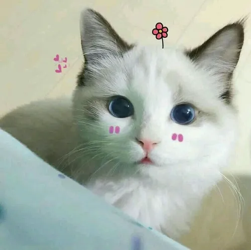 Hình chế meme mèo ánh sáng long lanh phản chiếu cảm xúc chân thành