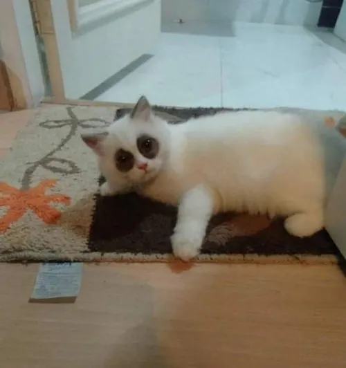 Meme đôi mắt lờ đờ, nụ cười gượng và cốc cà phê sáng