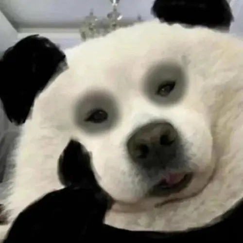 Hình troll gấu trúc thâm đen mắt lan trend TikTok