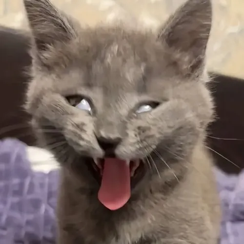 Meme chế hành động dở hơi thể hiện sự hồn nhiên của người trẻ