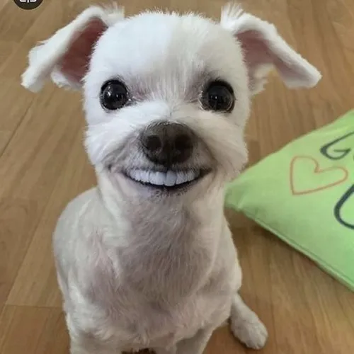 Hình troll phản ứng cười thể hiện tinh thần tự trào tích cực