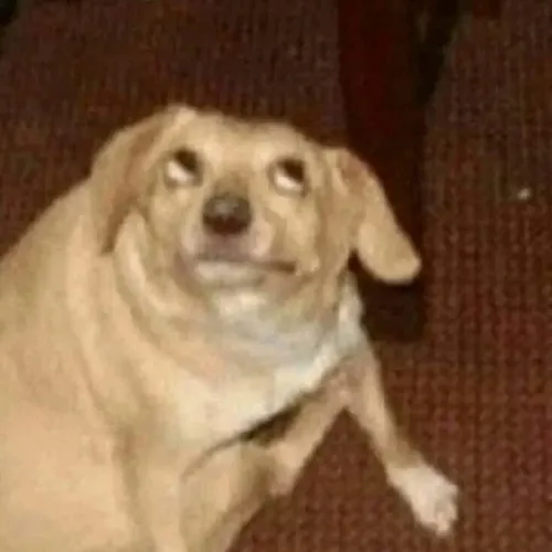 Meme hài “ngu nhưng vui” lan khắp Telegram và Discord Việt