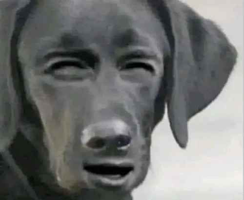 Hình chế meme vui mang tinh thần lạc quan và dễ thương của GenZ