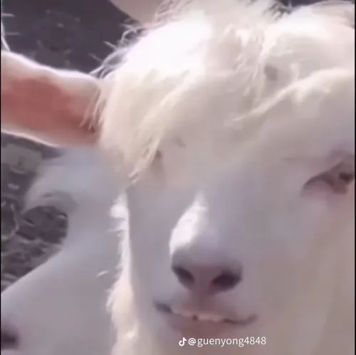 Meme thiểu năng trí tuệ lan truyền mạnh mẽ trên Facebook