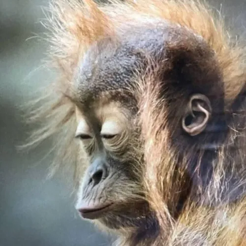 Ảnh vui thiểu năng tạo trend cực hot trên Instagram Story