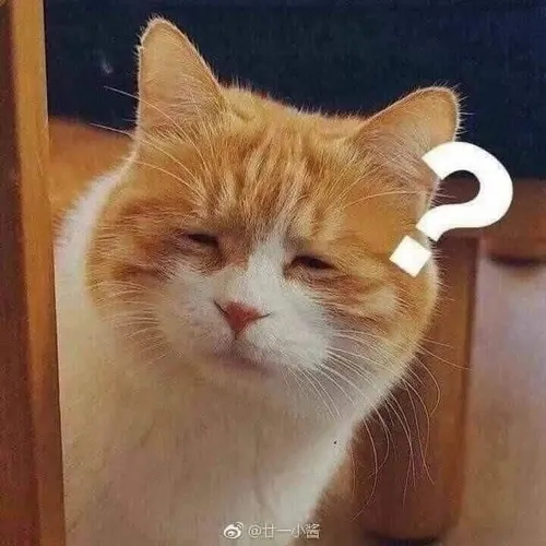 Ảnh chế mèo bá đạo cùng biểu cảm quá lố