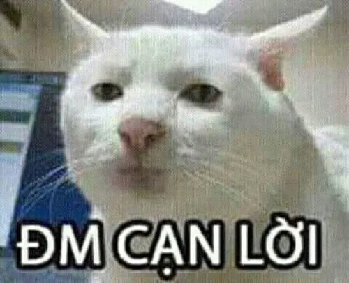 Hình troll mèo nhây troll lại cả dân mạng