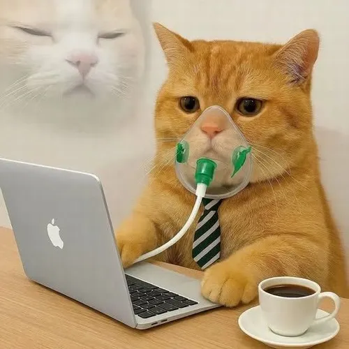 Meme hài boss mèo troll lan truyền khắp TikTok