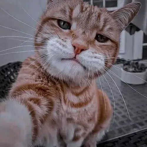 Meme mèo bựa nhìn thẳng camera như thách thức.